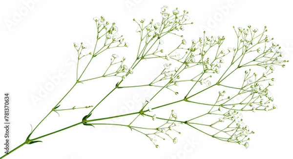 Fototapeta 透明な背景で自由に使える、キリヌキかすみ草	