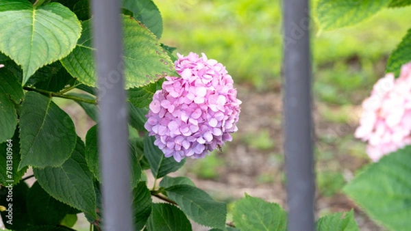 Obraz 麻機緑地公園の夏