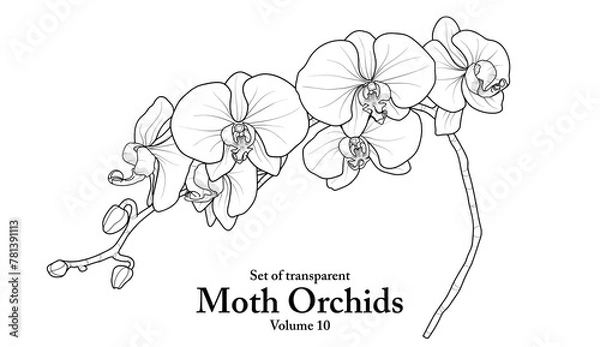 Fototapeta A series of isolated flower in cute hand drawn style. Moth Orchids in black outline and white plain on transparent background. Floral elements for coloring book or fragrance design. Volume 10.