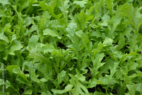 Obraz Rucola