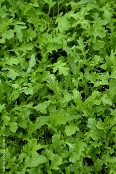 Obraz Rucola