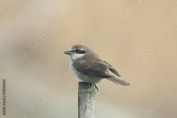 Obraz Brown shrike