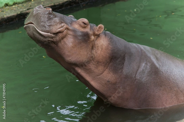 Obraz бегемот