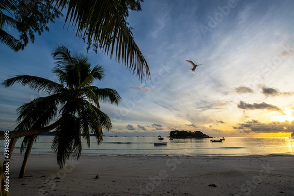 Fototapeta Hovering tern on a tropical beach