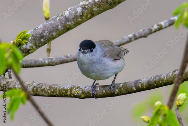 Obraz Mönchsgrasmücke