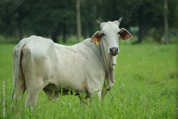 Fototapeta vache