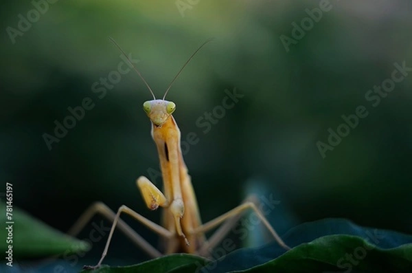 Obraz green praying mantis