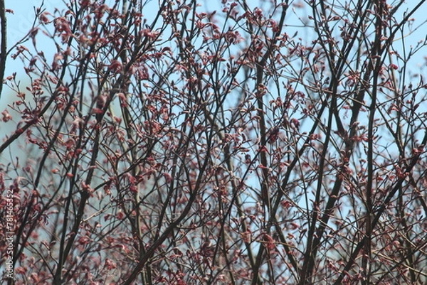 Obraz Springtime Buds