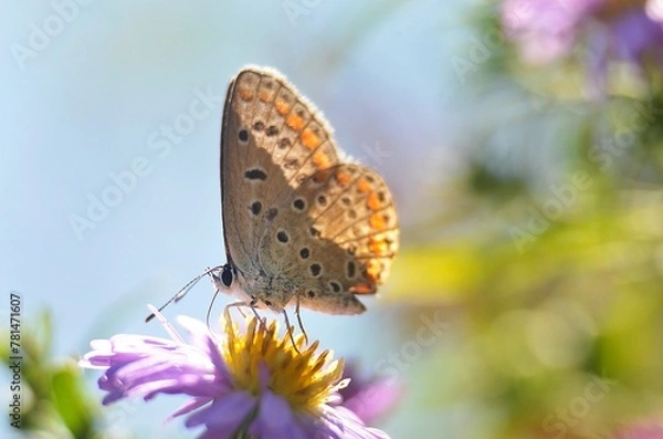 Obraz butterfly on flower