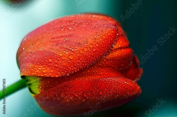 Obraz tulip in spring