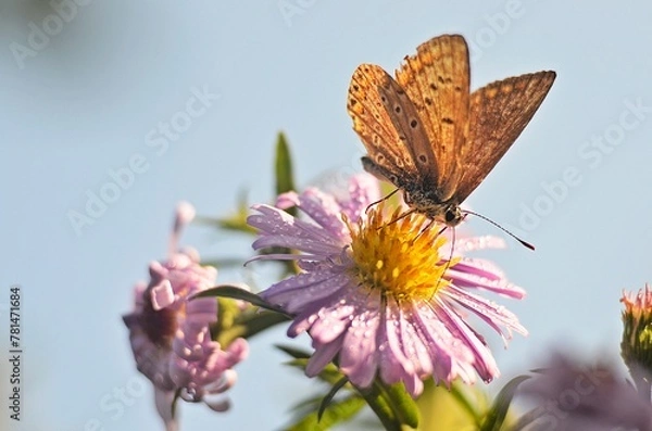 Obraz butterfly on flower