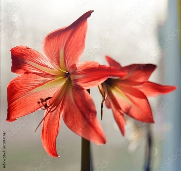 Obraz red lily flower
