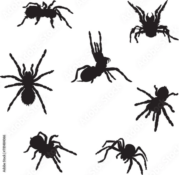 Fototapeta spider, tarantula, various images, vector, black silhouette