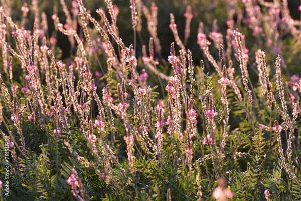 Fototapeta Fragment of a field with blooming heather at sunset