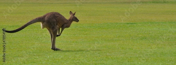 Fototapeta Kangaroo