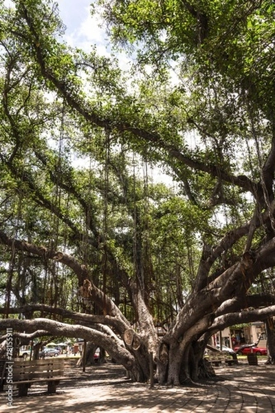 Fototapeta The Banyan Tree in Lahaina, Maui