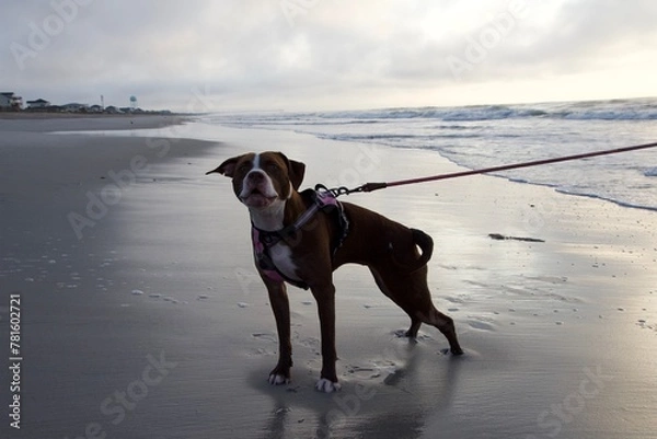 Obraz dog on the beach