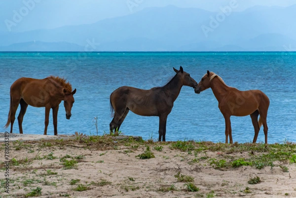 Obraz horses on the beach