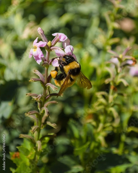 Obraz Bumblebee collecting pollen from a wildflower. Macro close up.