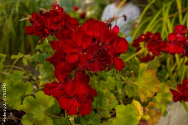 Obraz red flowers