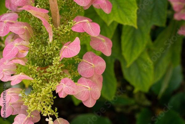Obraz pink and white flowers