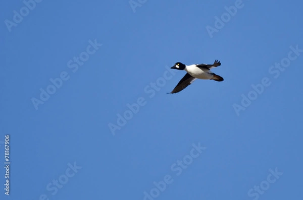Fototapeta Common Goldeneye Duck Flying in a Blue Sky