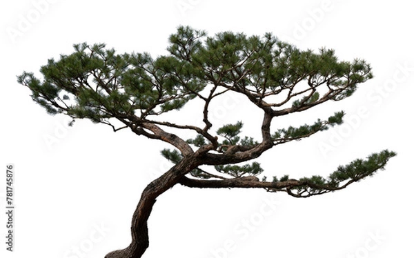 Fototapeta 소나무 png 파일(소나무 누끼 사진)