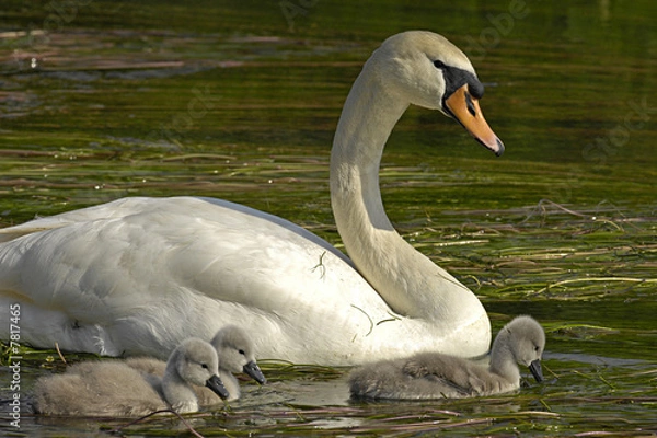 Obraz Schwanenfamilie