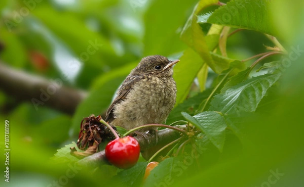Obraz A baby bird sits on a cherry branch.