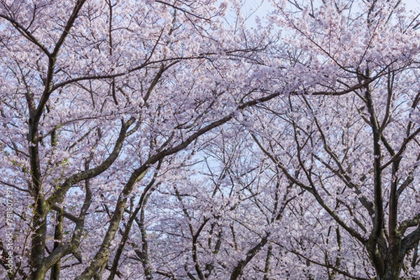 Fototapeta 満開を迎えた桜の花 ソメイヨシノ
