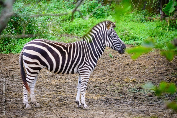 Obraz Animals in Taipei Zoo during winter