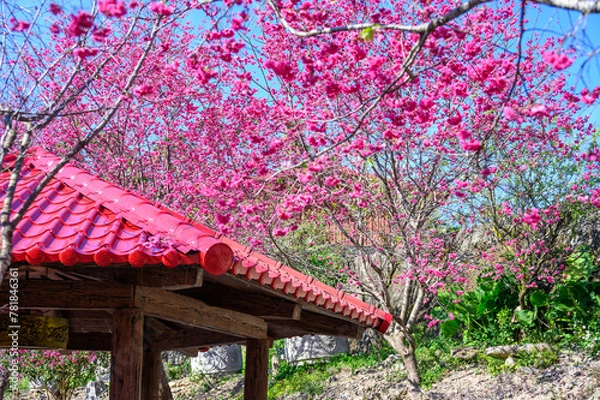 Obraz Blooming trees in taiwan during spring