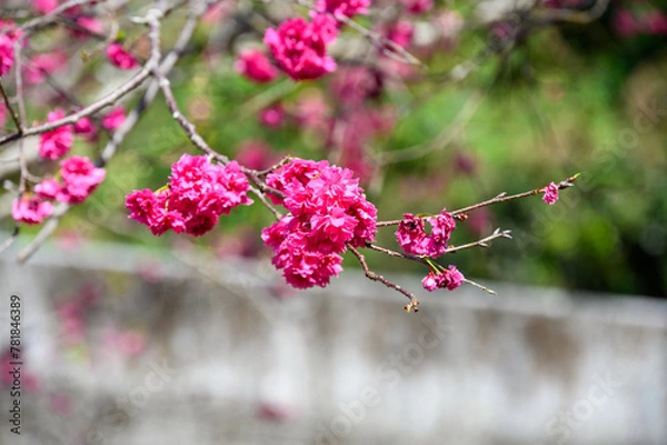 Obraz Blooming trees in taiwan during spring