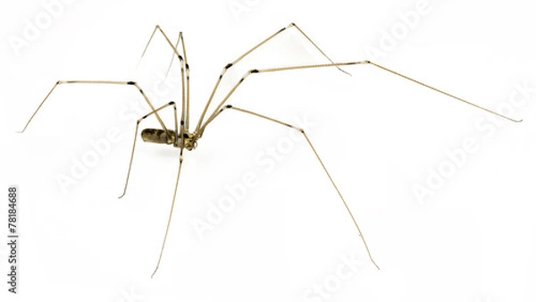 Obraz tatuś długie nogi