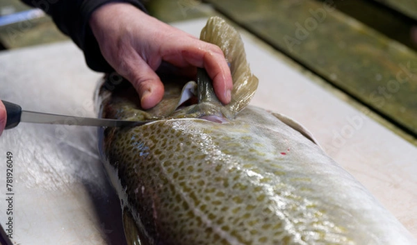 Fototapeta Fisherman filleting and preparing fresh skrei cod catch on a cleaning table.