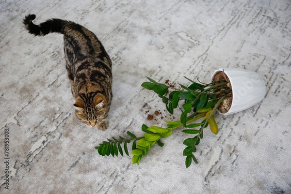Fototapeta The cat overturned a pot with a flower on the floor.