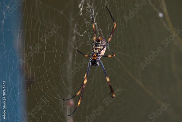 Fototapeta Spider