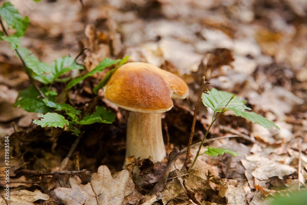 Fototapeta Single Boletus mushroom in the wild. Porcini mushroom grows on the forest floor at autumn season..