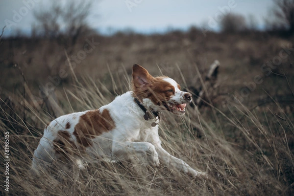 Obraz A dog of the Epagnol Breton hunting breed of white and red color in motion during a hunting trip in nature.