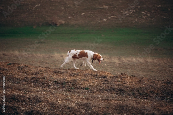 Obraz A dog of the Epagnol Breton hunting breed of white and red color in motion during a hunting trip in nature.