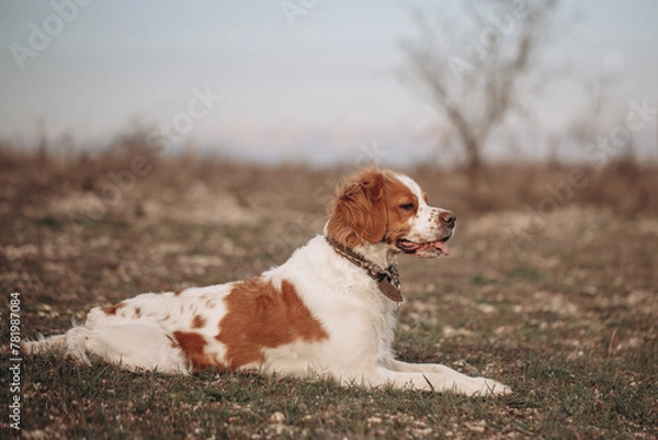 Obraz A dog of the Epagnol Breton hunting breed of white and red color lay down on the nature during a hunting trip.
