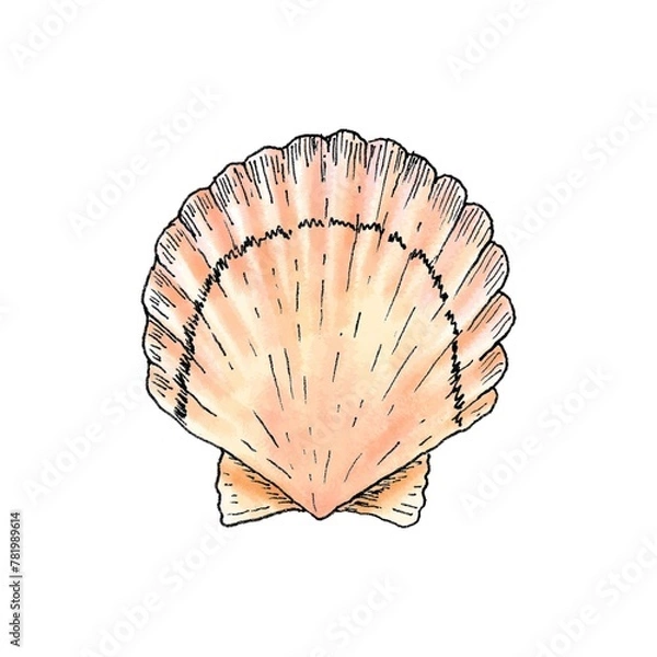 Fototapeta Realistic illustration of a shell of a marine mollusk