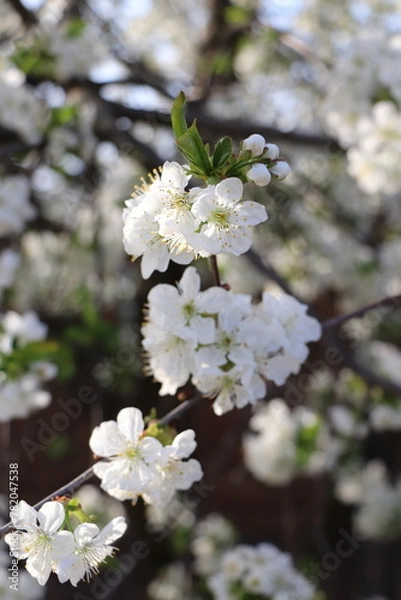 Fototapeta tree flowers