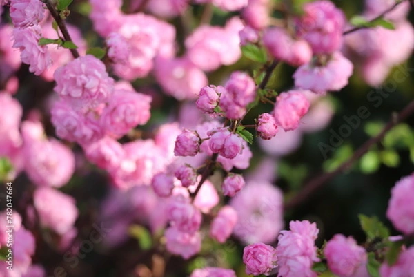 Obraz pink flowers