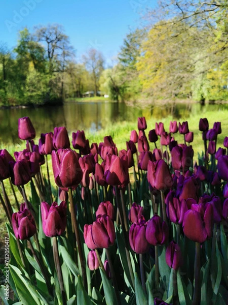 Fototapeta Tulip Festival on Elagin Island in St. Petersburg. A flower garden with lilac tulips of the Purple Flag variety against the backdrop of a pond, trees with young leaves and a blue sky.