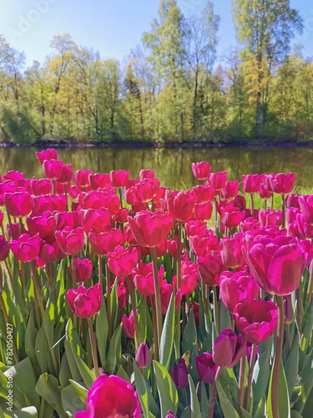 Obraz Tulip Festival on Elagin Island in St. Petersburg. A flower garden with lilac tulips of the Purple Flag variety against the backdrop of a pond, trees with young leaves and a blue sky.