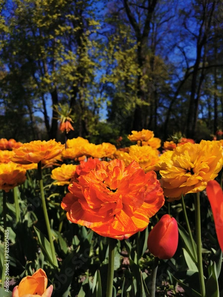 Obraz Tulip Festival on Elagin Island in St. Petersburg. A flower garden with yellow-orange large double tulips, similar to Willem van Oranje, against the background  a blue sky.