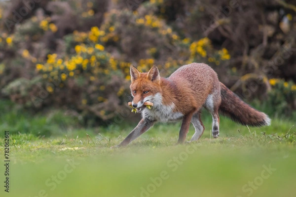 Fototapeta Red fox stealing a sandwich in a park