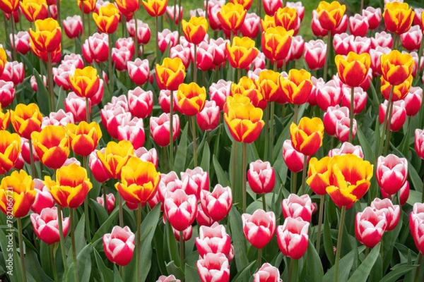 Obraz flower exhibition