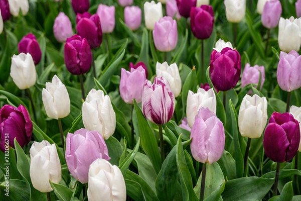 Obraz flower exhibition